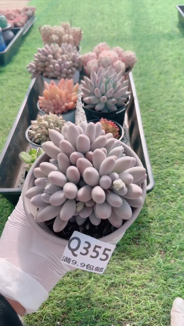 【闪购商品】梦会多肉一物一拍