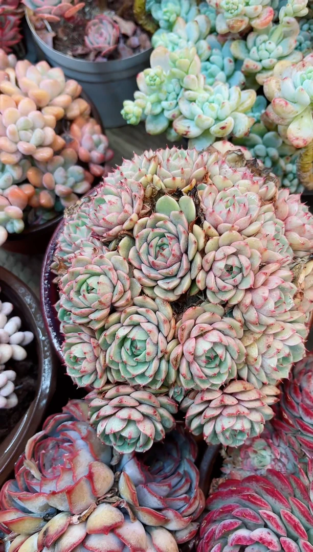 【闪购商品】05052