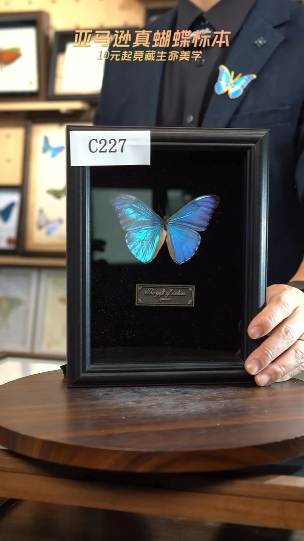 蝴蝶标本摆件竞拍黎明闪蝶c227