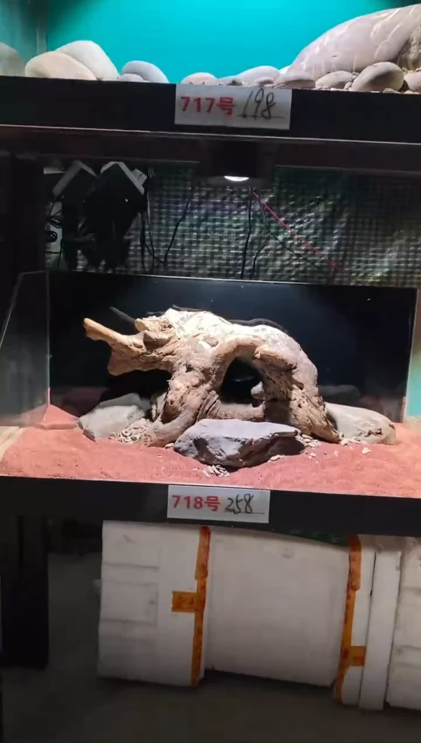 718号鱼缸造景（不含底砂）