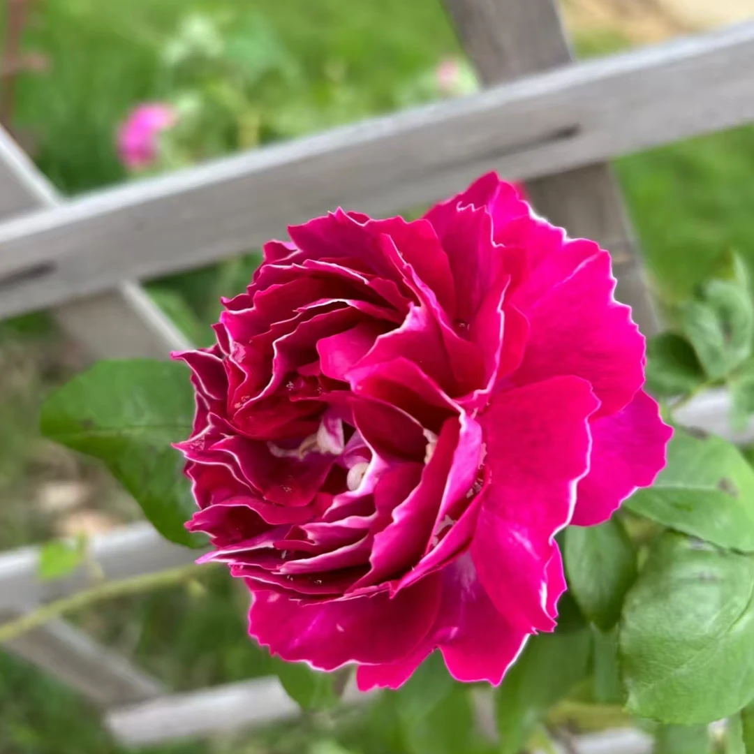 77【紫袍玉带】月季花苗爬藤月季盆栽植物藤本蔷薇苗庭院