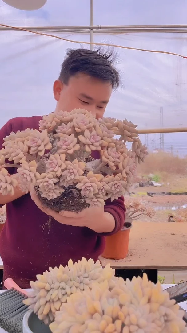 【闪购商品】缀化223