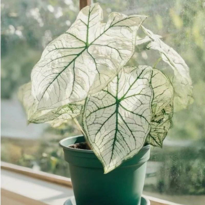 白色恋人山水画彩叶芋盆栽白公主室内阳台客厅花园耐阴观叶绿植