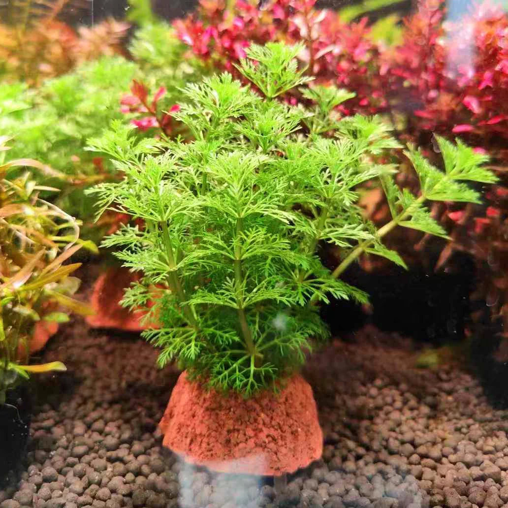 小宝塔净水增氧绿色阴性中后景好养耐活适合专用鱼缸造景鱼缸级