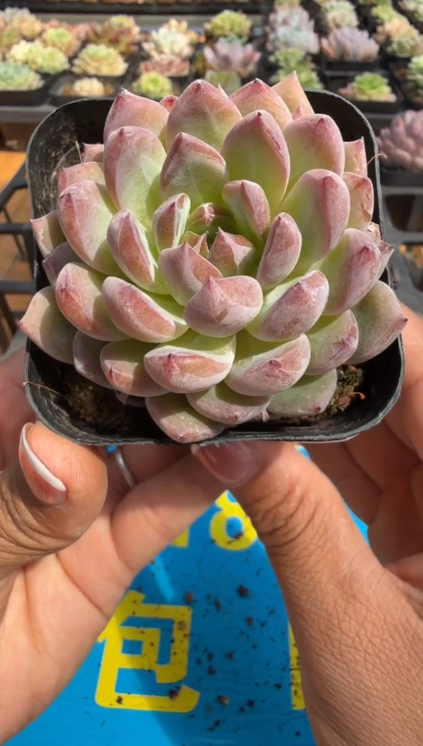 东云多肉园二店-295