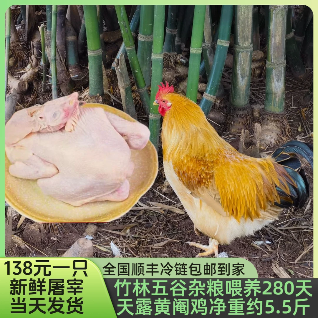 （新鲜屠宰顺丰包邮）竹林散养280天，天露黄阉鸡一只，屠宰净重约6斤