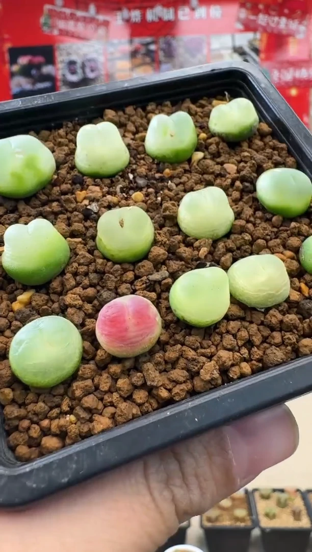 【闪购商品】19-8娘惹拉登一颗