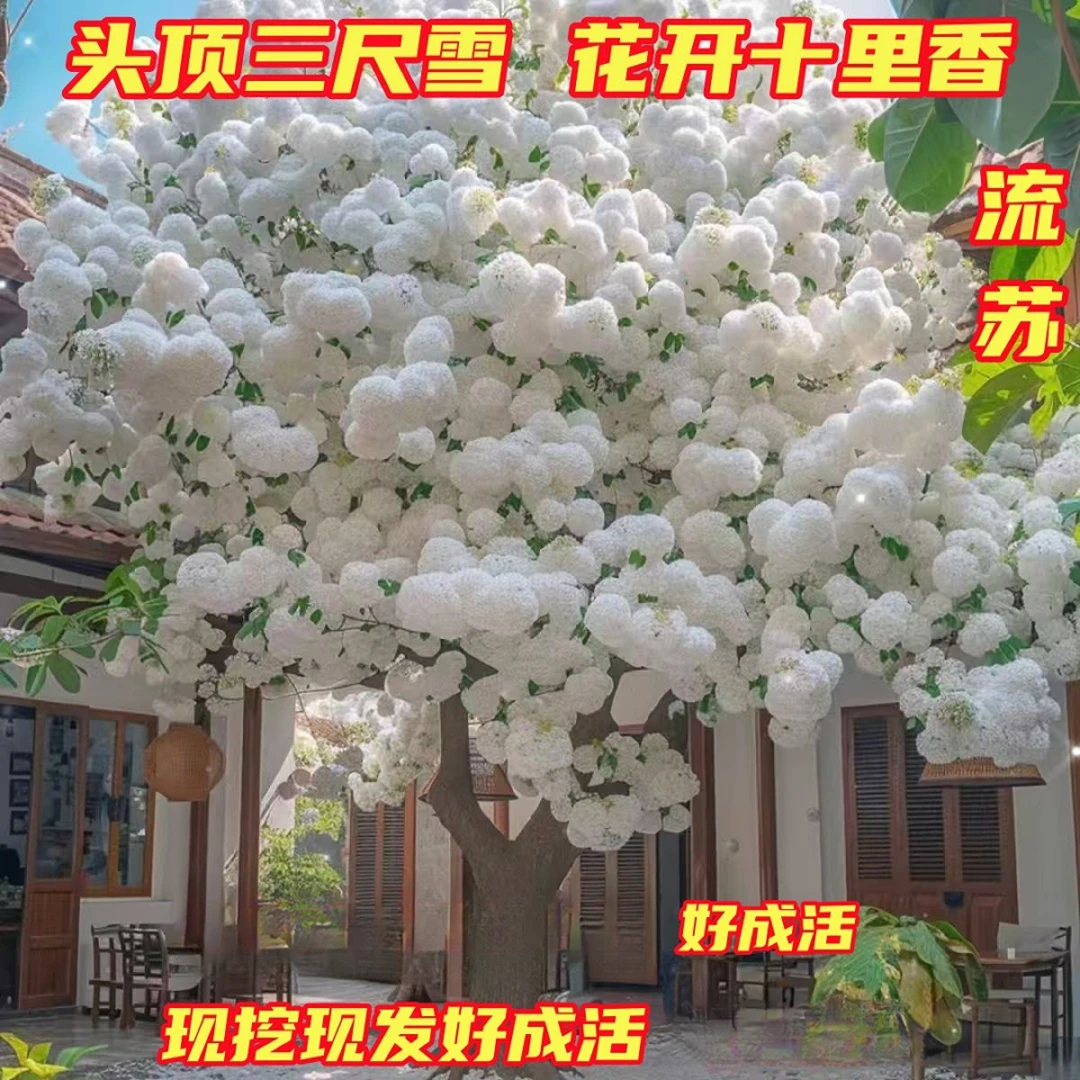 流苏树苗耐寒耐旱老桩苗流苏树苗南北可养容易开花好养驱蚊耐活