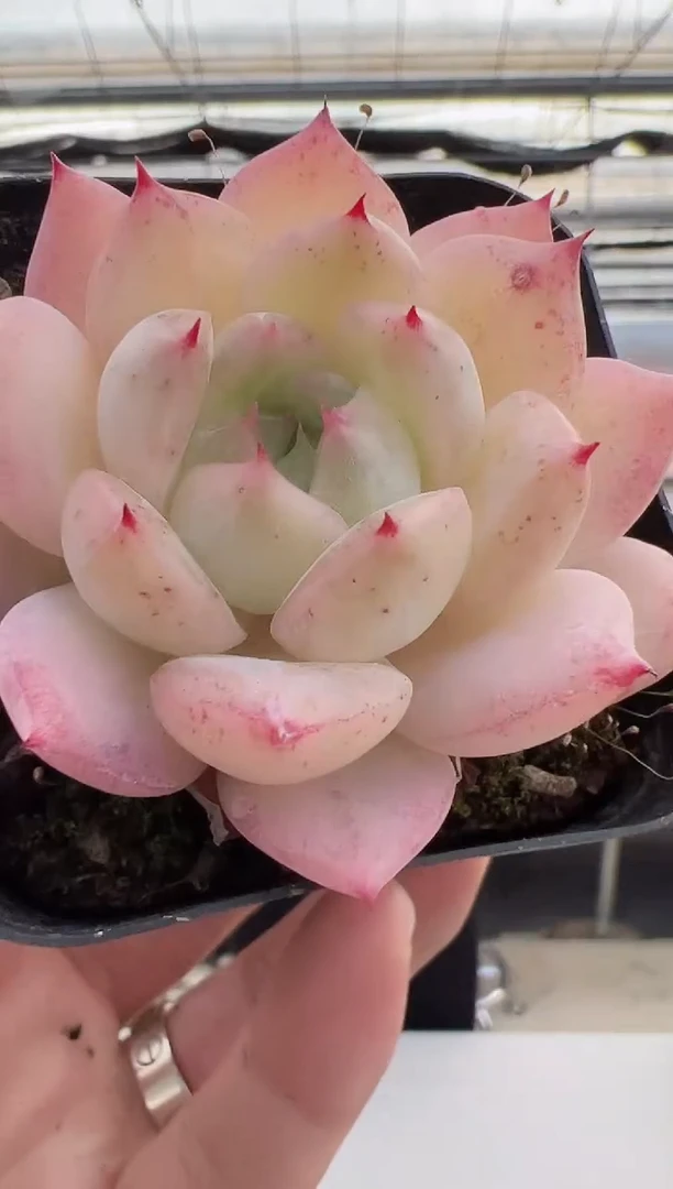 【闪购商品】新款多肉-8