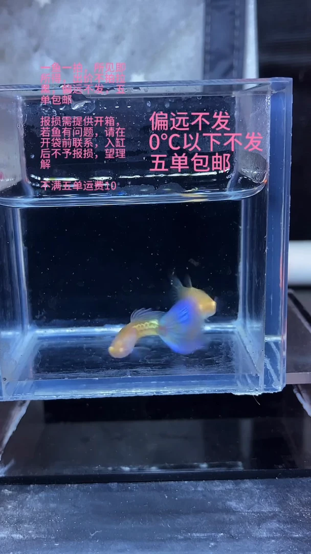 孔雀鱼孔雀鱼 01