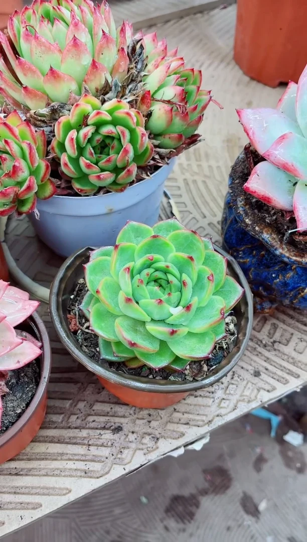 10059多肉植物一物一拍