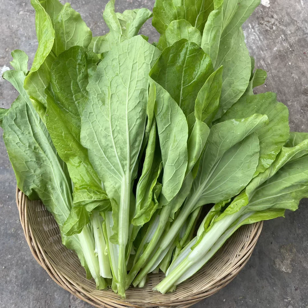 白菜苔自种菜心菜尖苔心菜小白菜苔蔬菜现摘现发包邮重庆露天菜苔