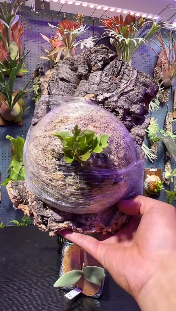 完全开放软木侏儒银芽叶亚猴成株