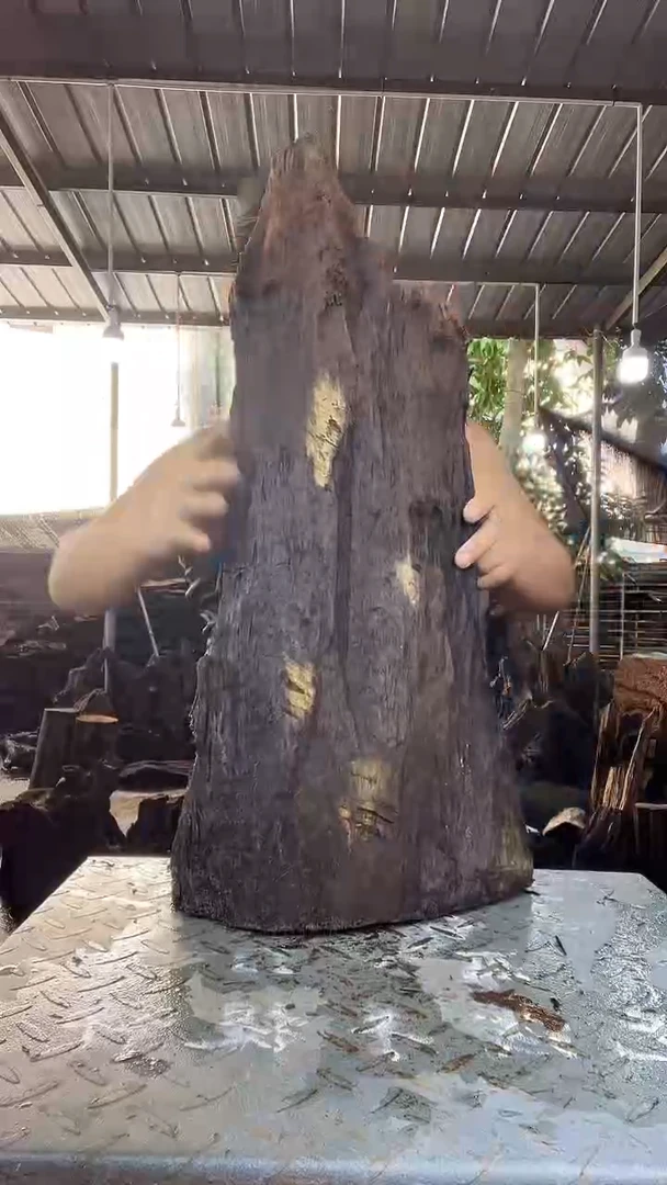金丝楠小叶桢楠118