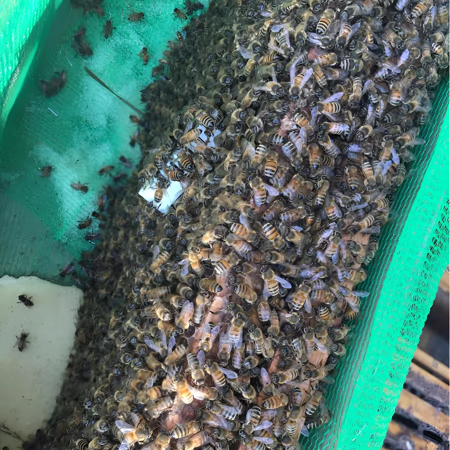 包活出售活体意蜂蜂群带产卵王低价包邮费蜜蜂蜂群笼蜂蜂箱巢脾