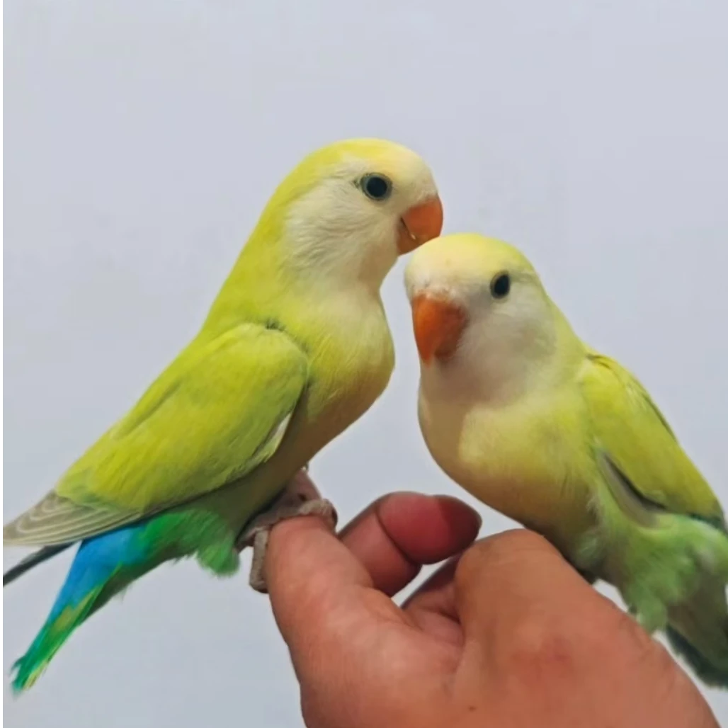 手·养小鸟牡丹鹦鹉活体鹦鹉宠物直播间一物一拍