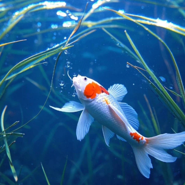 ⑤自家渔场锦鲤精品观赏鱼大正三色昭和菲写白写单顶德系芥子红白