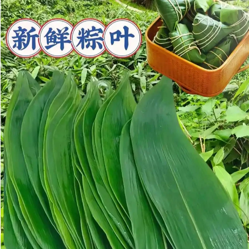 精选新鲜粽子叶粽叶纯天然端午节包粽子野生商用大宽叶真空送绳