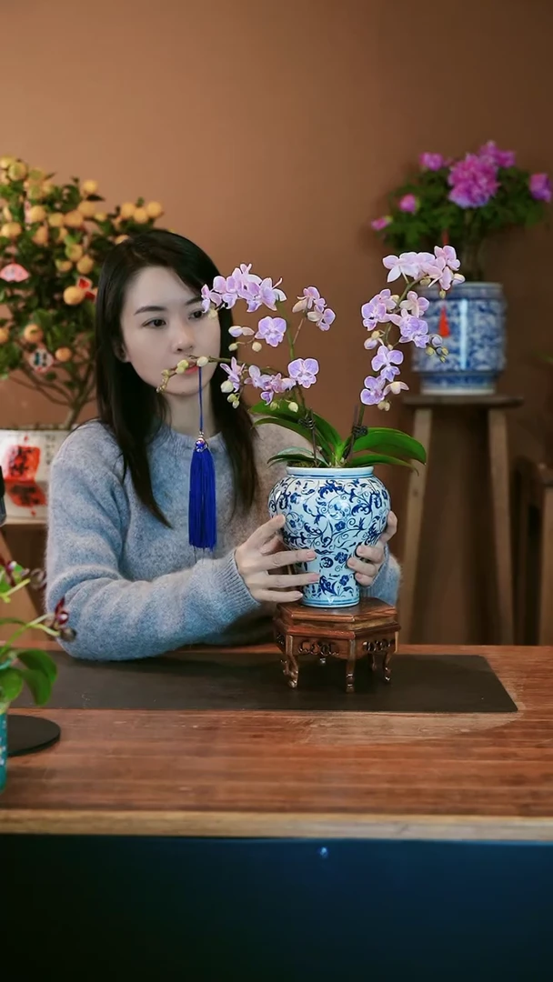 【闪购商品】盆景梦境