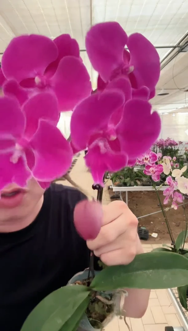 完全开放056微瑕大红豆1棵