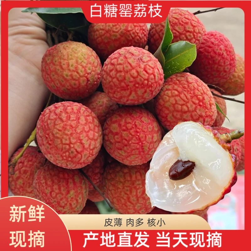 白糖罂荔枝一口爆汁现采现摘当季水果到手5斤白糖罂荔枝