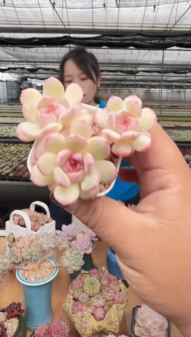 东云多肉园新款-194