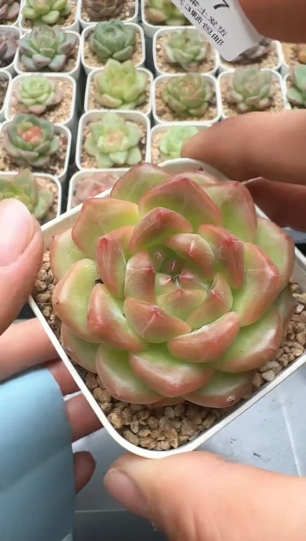 237D云禹多肉植物 带盆土纸巾打包 3颗包邮