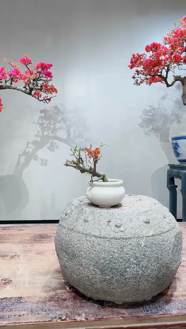 【闪购商品】盆景同安红