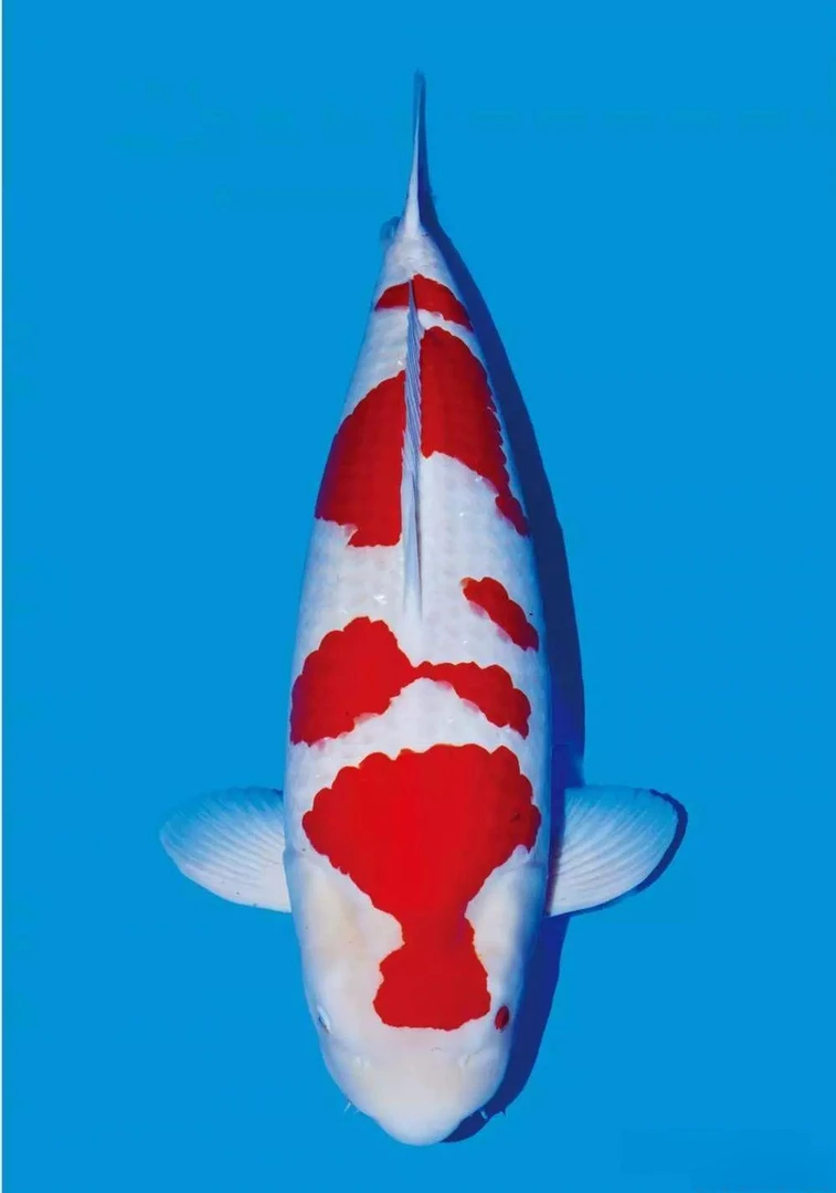 大尺寸好养耐活冷水活体观赏鱼锦鲤（包邮）