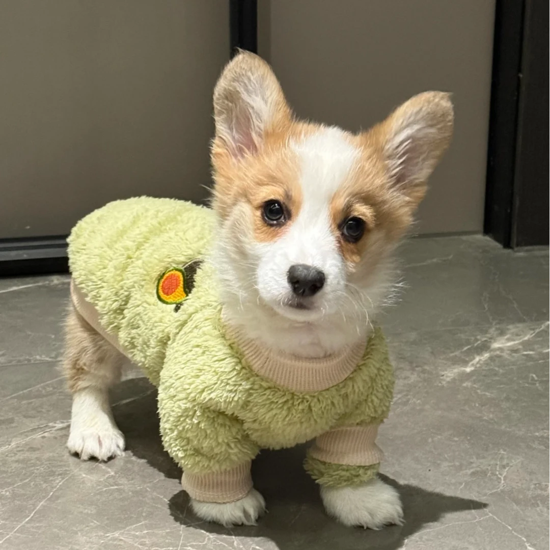 柯基幼犬黄白柯基小短腿黑白三色小柯基小狗小型活体宠物狗