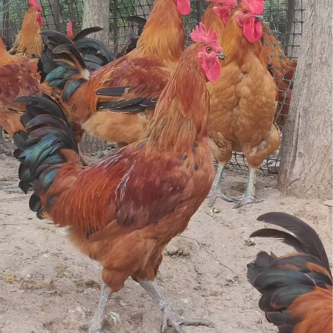 皖南土鸡2公3母-拍4送1，到手5只（5.5斤-6.斤左右），肉质好/高品质鸡肉同城送