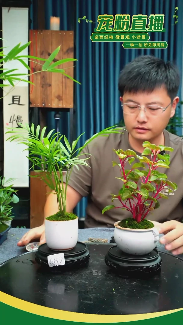 无花朵苔藓微景观689号