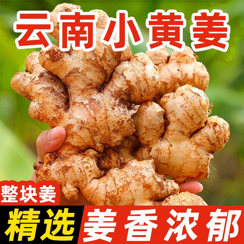 云南高原山地小黄姜老姜生姜新鲜现挖老姜土姜月子姜辛辣浓郁B1