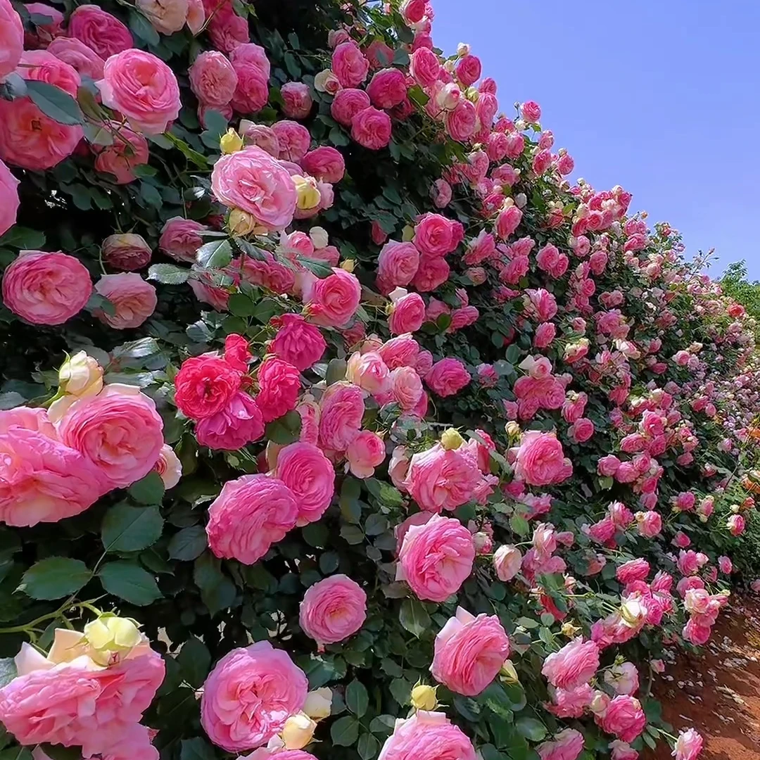 藤本月季花墙/网片庭院盆栽爬藤蔷薇三季开别墅庭院花园植物花卉
