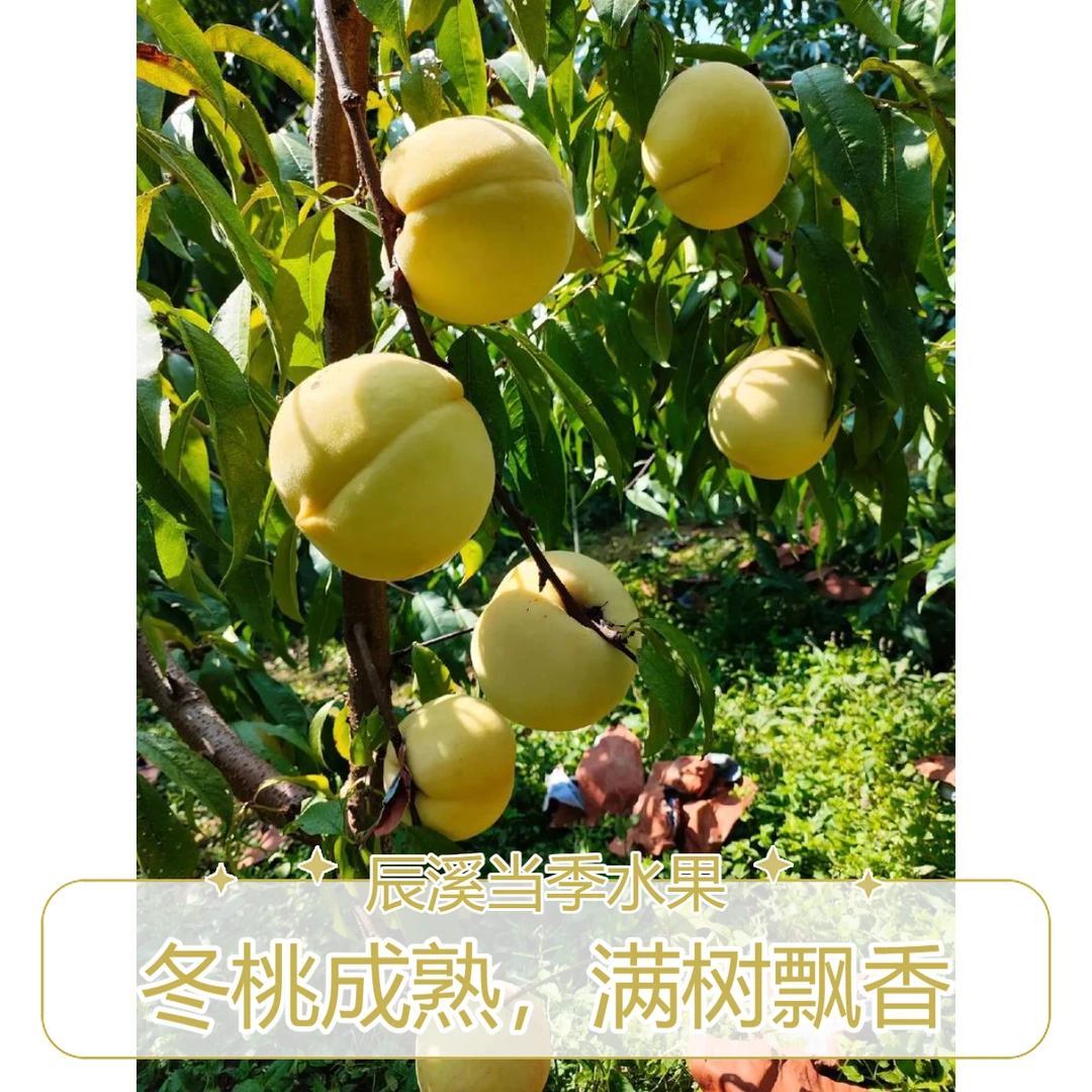 辰溪冬桃(黄桃类)【精品果王】(顺丰包邮)