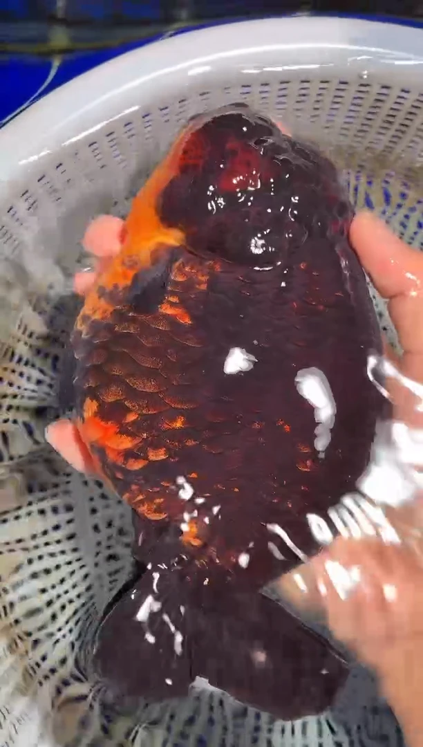金鱼（运费自理，马印灯照射）福州追鱼兰寿金鱼