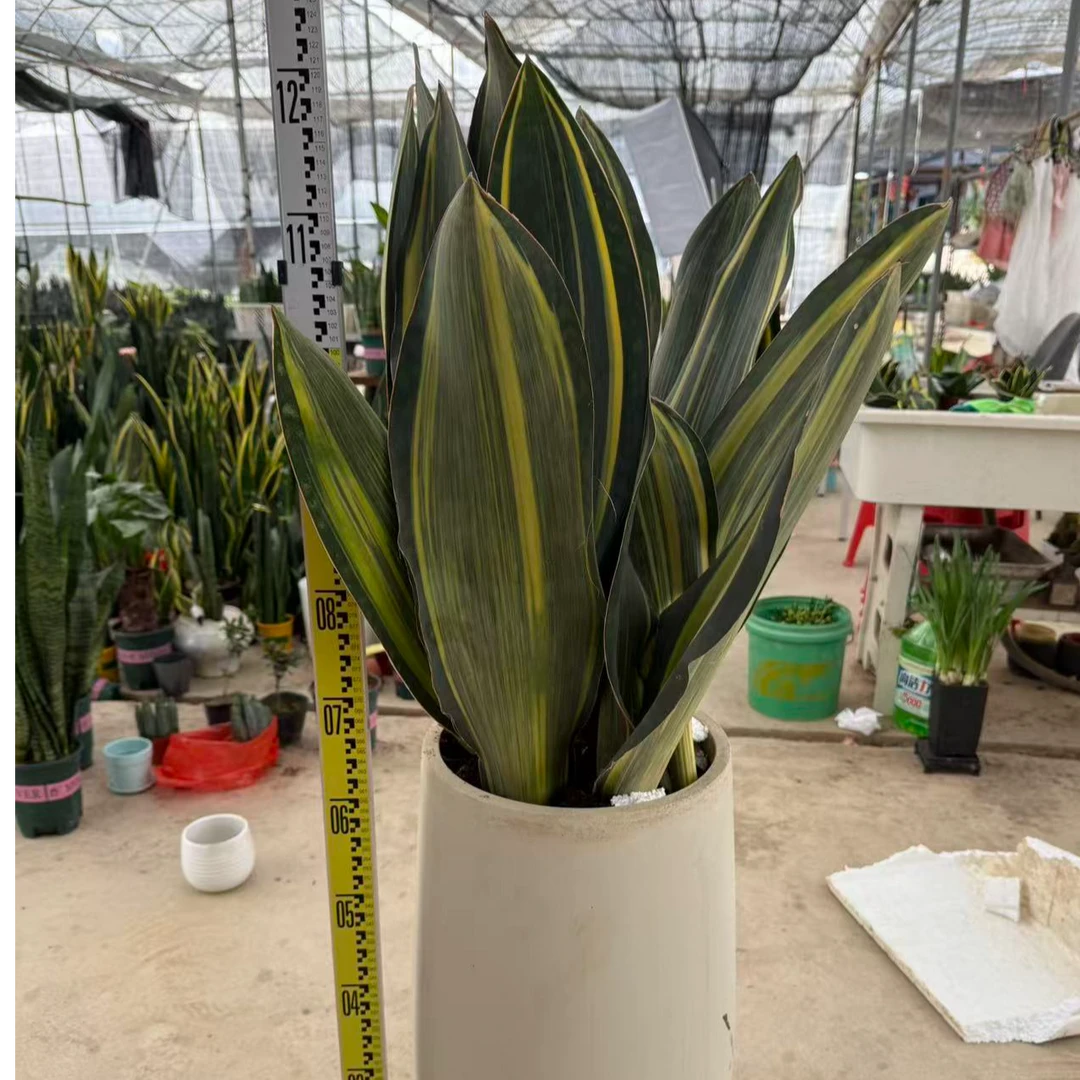 泰品黄金宝镜翡翠宝镜盆栽宝镜虎尾兰虎皮多肉植物花卉净化新房空