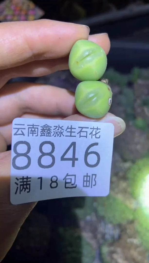 【闪购商品】8846特价少将一颗