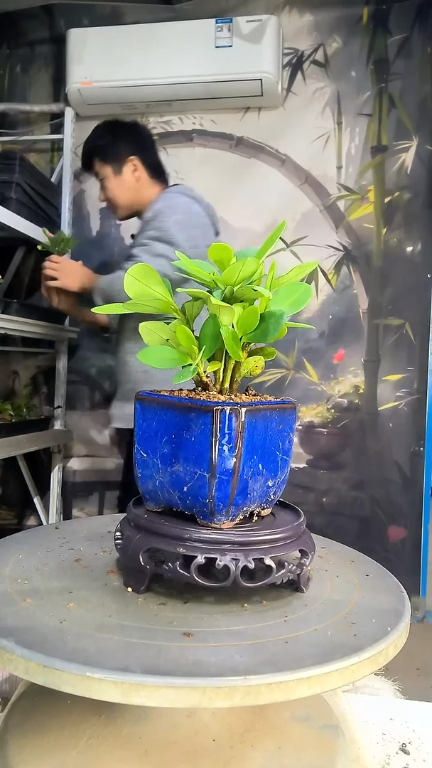 豪****我中青园艺一物一拍20