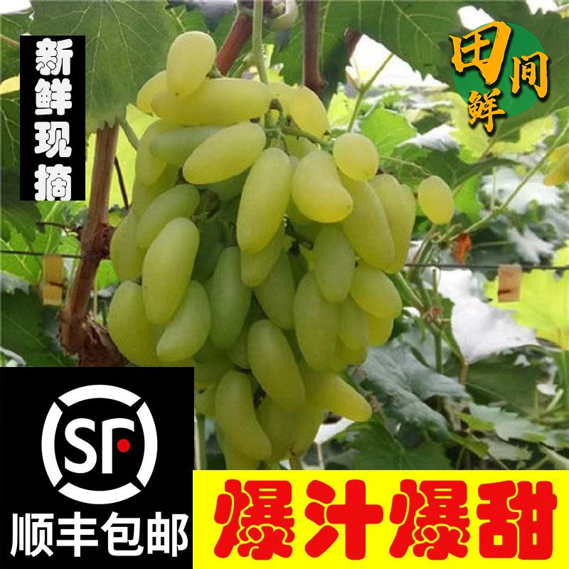 大泽山正宗金手指葡萄纯甜无酸大泽山葡萄