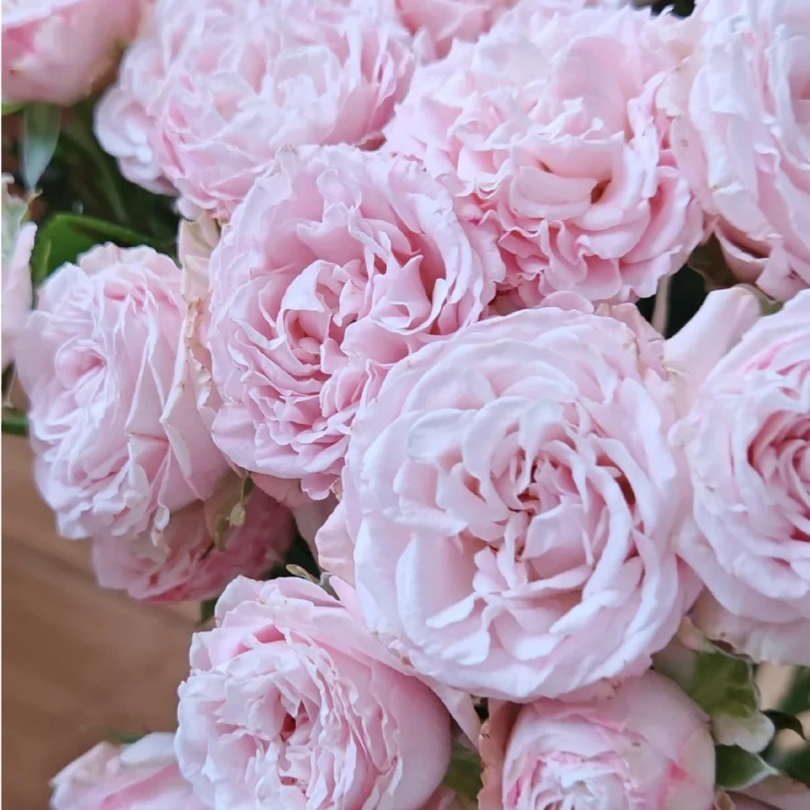 浮夸夫人，玫瑰，1单冷链包邮，2单升级京东或者顺丰，远的发德邦