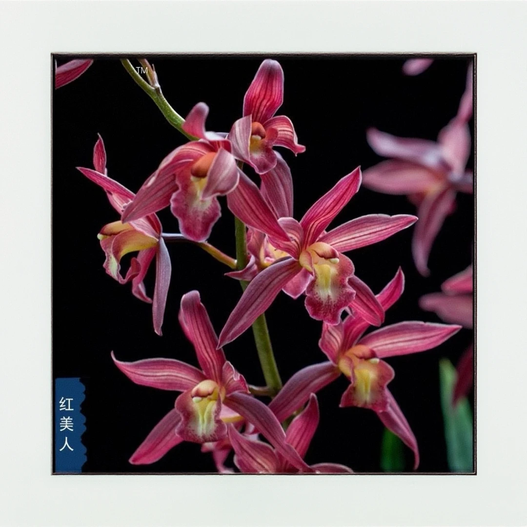 【西施红美人1-2只花】浓香型带花苞兰花室内外好养绿植盆栽