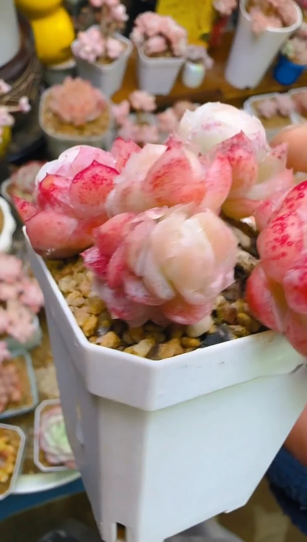 【闪购商品】春—245—仙农(月影）