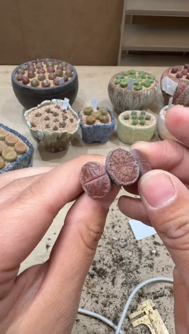 17-94多肉植物肉锥