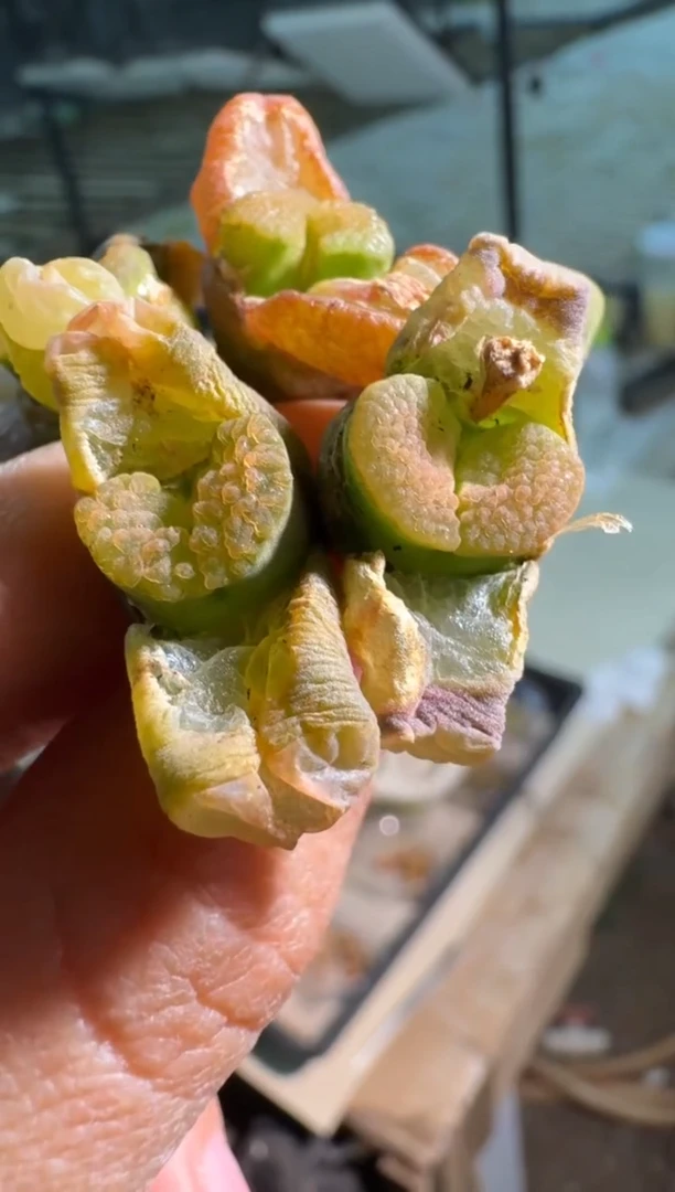 【闪购商品】15-40粉磁铁母本一颗