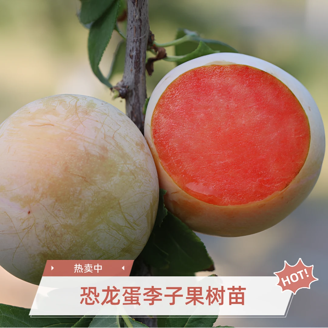 恐龙蛋李果树嫁接苗木丰产冬李南方北方种植家庭院种植盆栽香甜