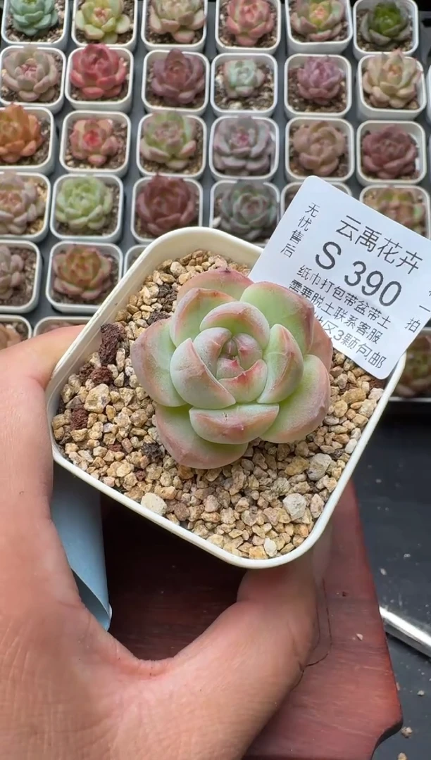 390S带盆土发 当场拍3颗以上包柚 多肉植物 一物一拍