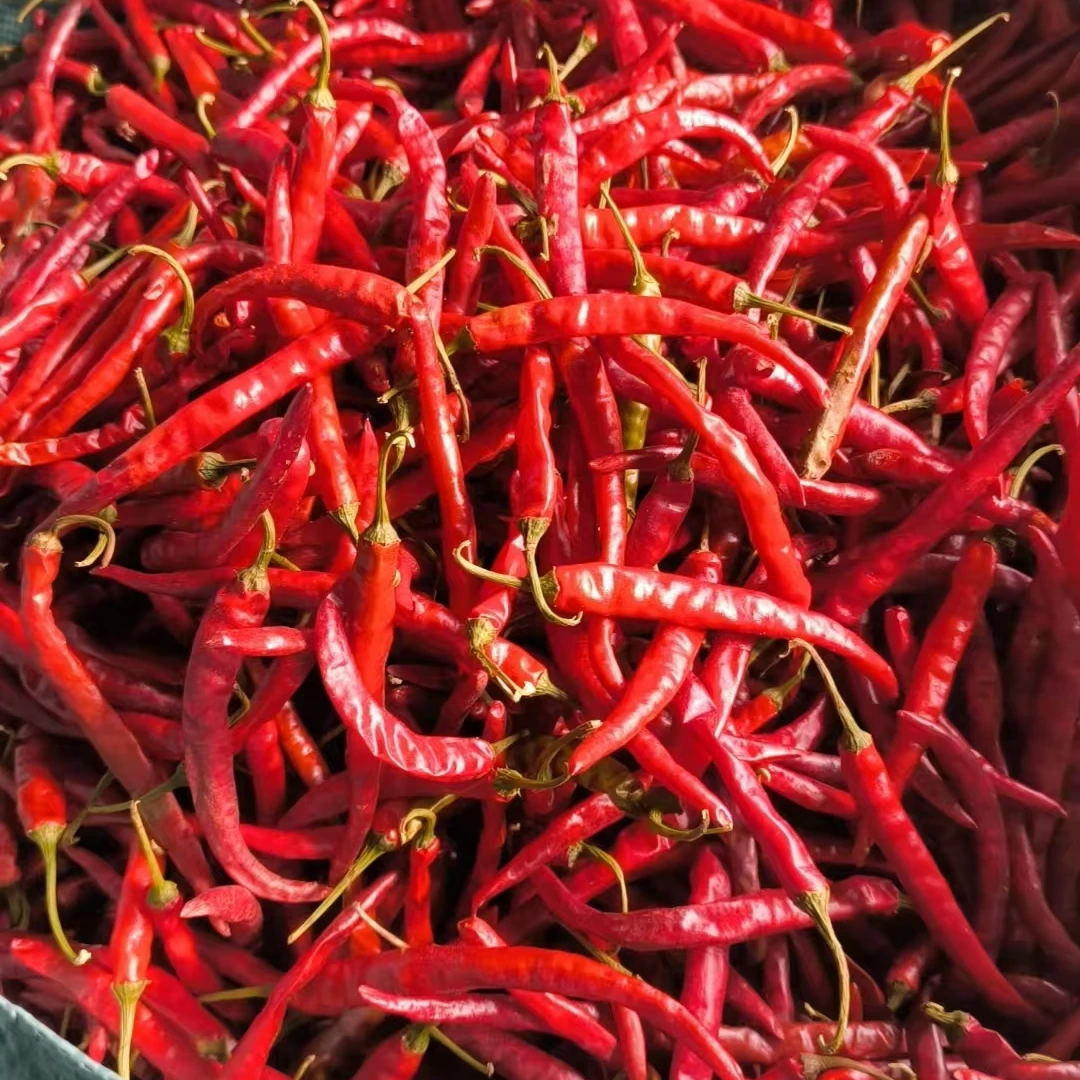 丘北正宗本地老品种干辣椒