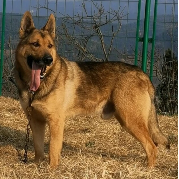 【昆明飓风犬业】狼青草黄黑背LW-008