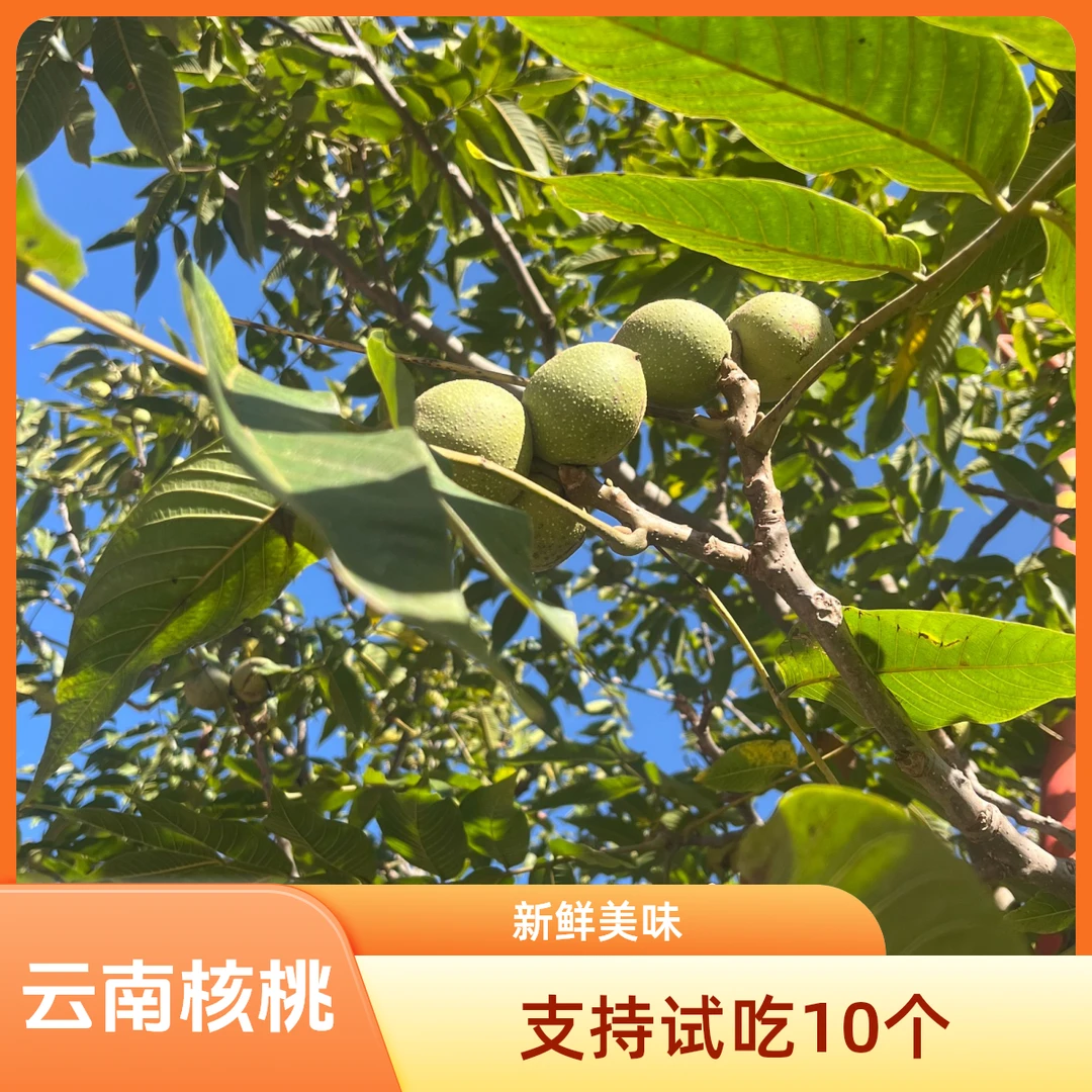 【周平凡专属】云南4斤新鲜核桃薄壳手剥原味原生态树熟坚果零食
